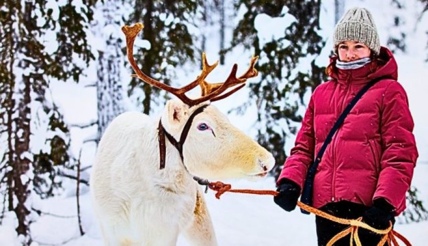 Finnish girl standing with reindeer holding leash