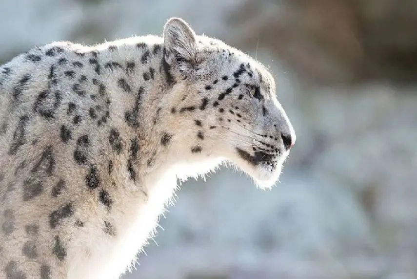 Book Snow Leopard Trek in Leh Ladakh