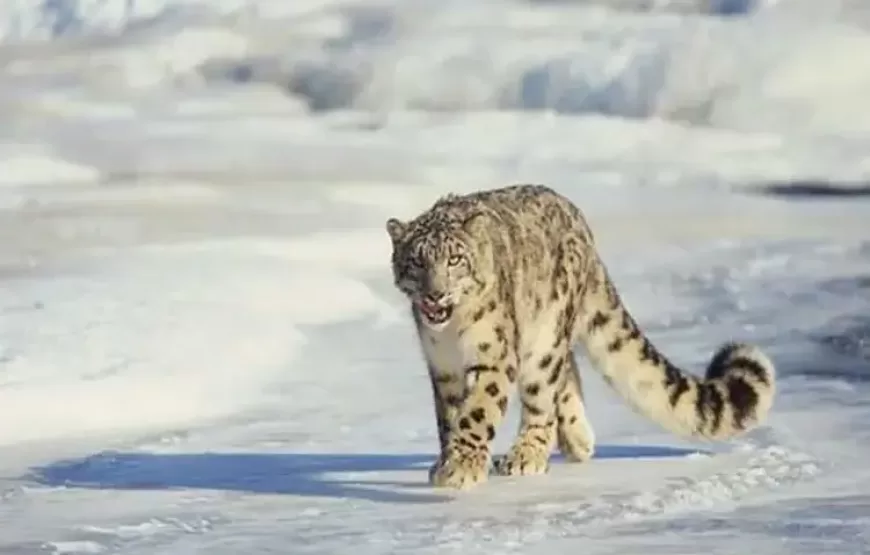Snow Leopard Trek, Leh Ladakh