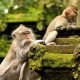 Two monkeys sitting on a branch in Monkey Forest