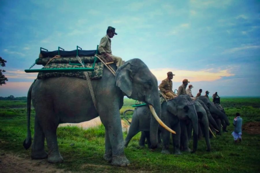 Elephant Safari Kaziranga online booking