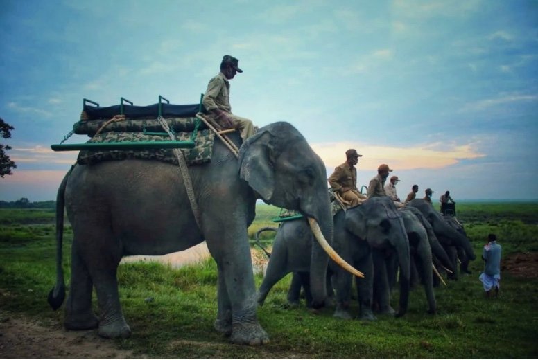 kaziranga elephant safari review