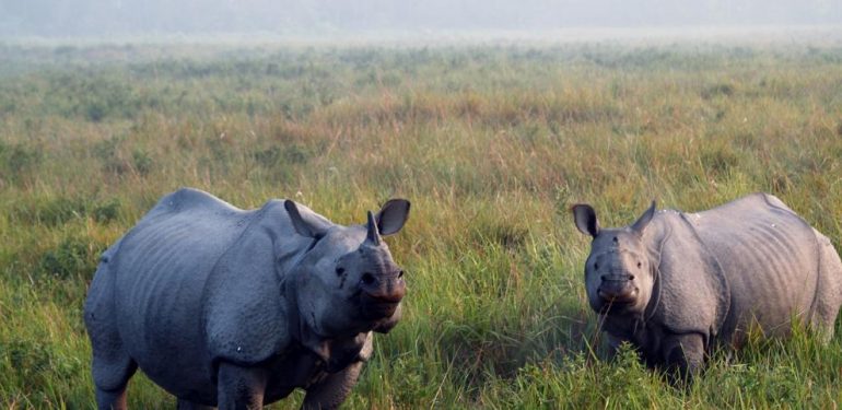 Kaziranga National park Safari