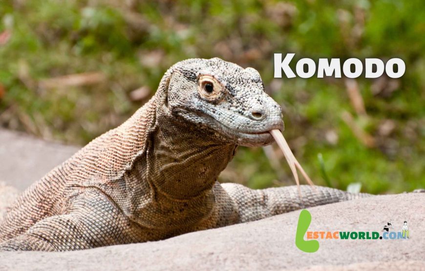 Komodo Island tour from Bali