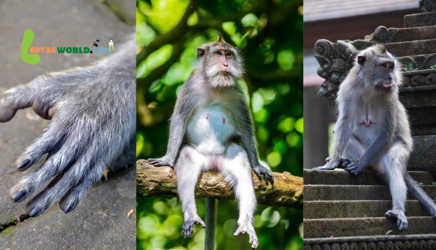 Ubud Monkey forest Bali