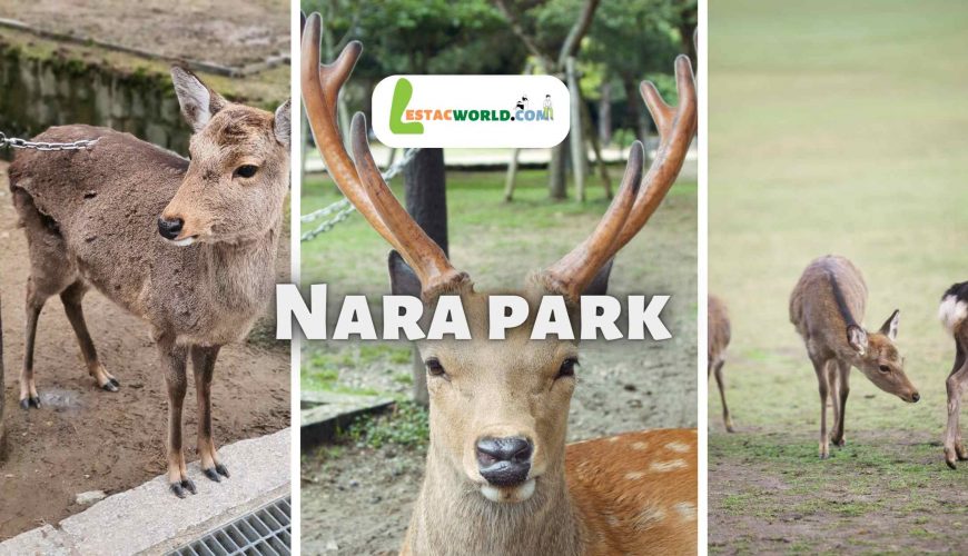 Friendly deer in Nara Park - an essential part of your visit to Nara