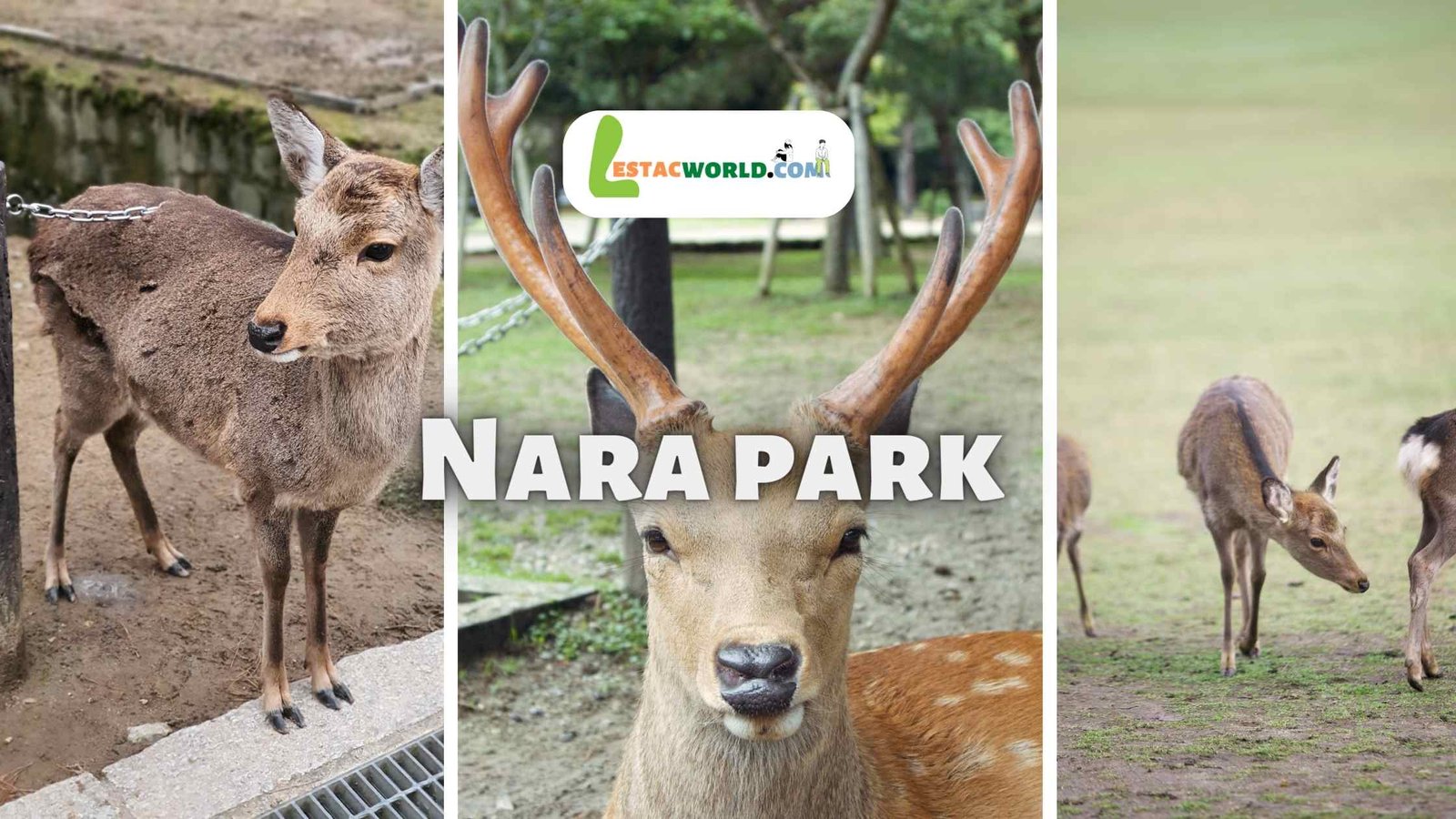 Friendly deer in Nara Park - an essential part of your visit to Nara