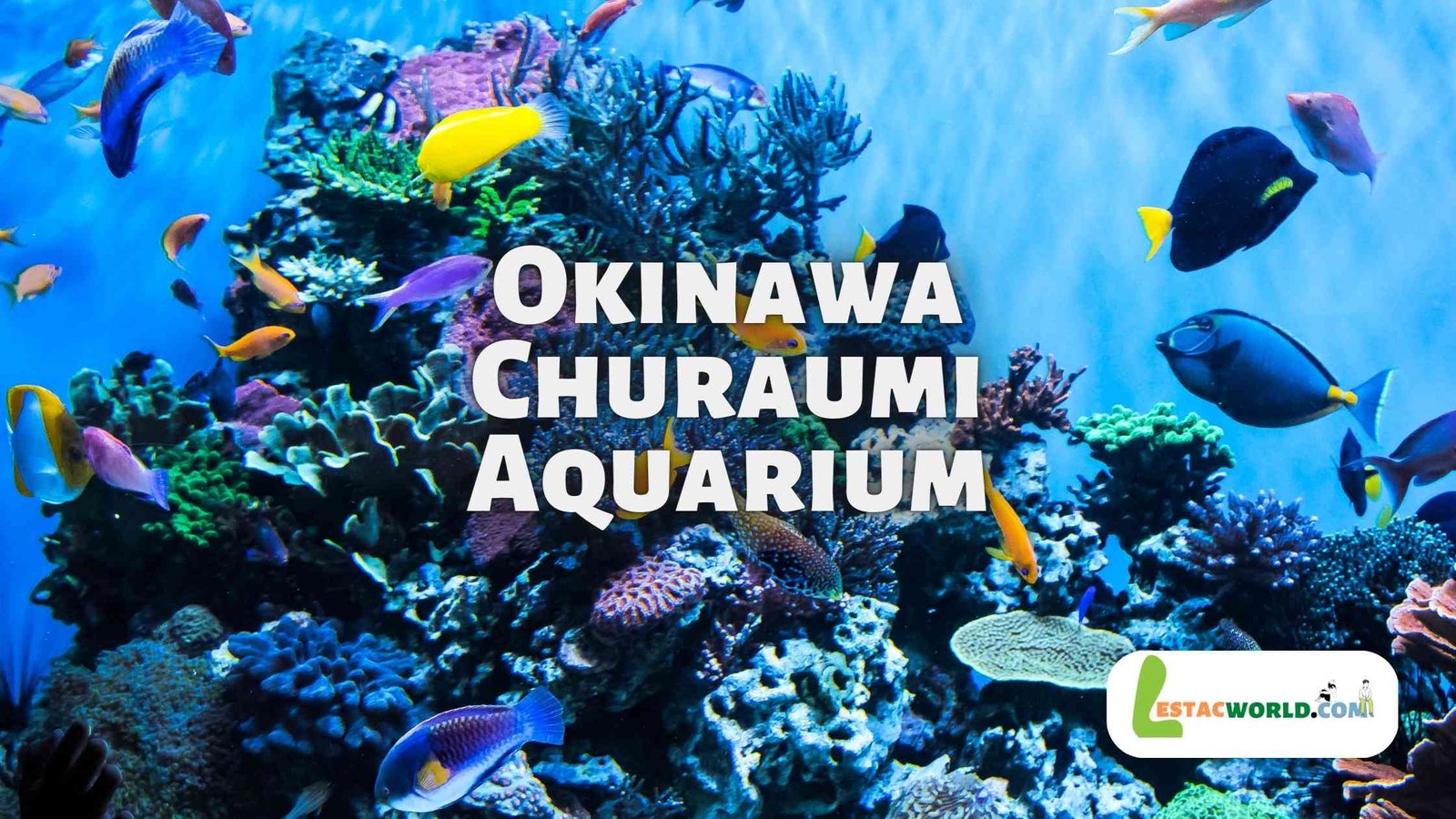 About Okinawa Churaumi Aquarium