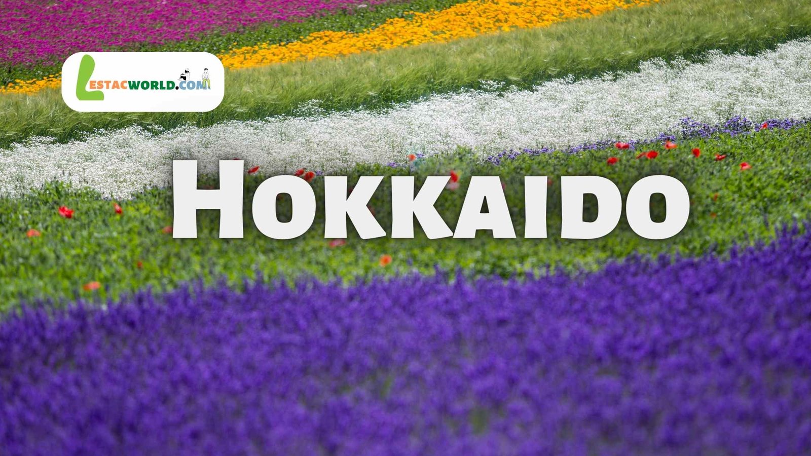 A field of colorful flowers in Hokkaido, Japan
