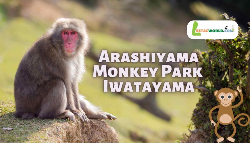 about Arashiyama Monkey Park Iwatayama