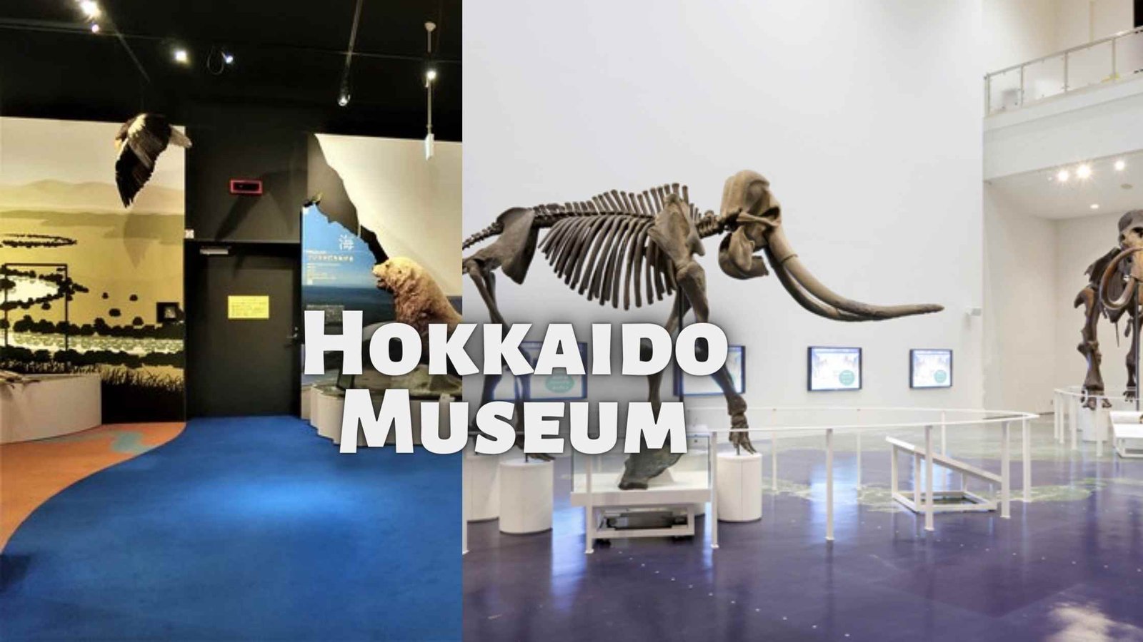 about Hokkaido Museum