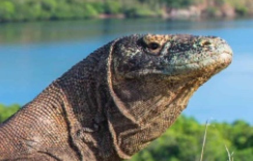 8 days Bali and Komodo Island tour package