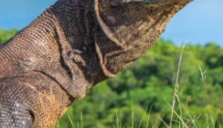 Komodo dragon captured by one of the group member while on trek