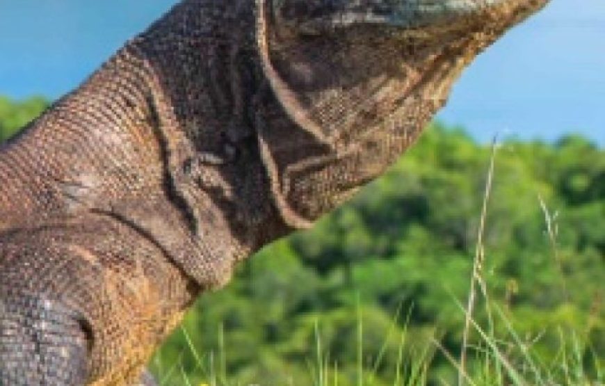 Bali Komodo Tour Package