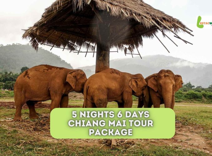 Majestic elephants in Chiang Mai, a highlight of the 5 nights 6 days Chiang Mai tour package.
