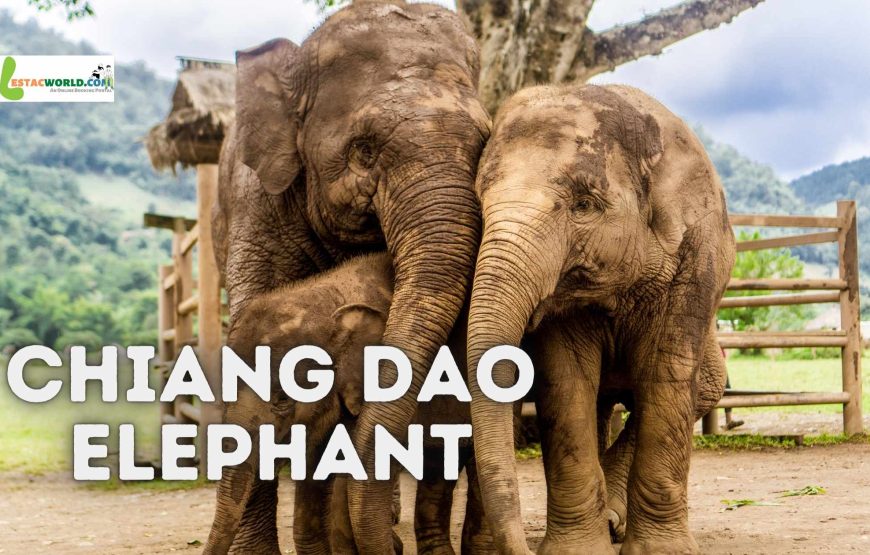 4 nights 5 days Chiang Mai tour package