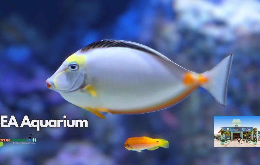 3 nights 4 days Singapore tour package