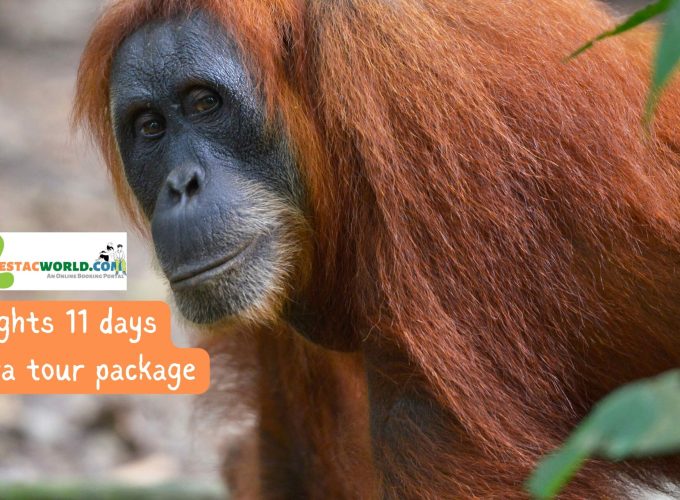 10 nights 11 days Sumatra tour package - Majestic Orangutan in Bukit Lawang