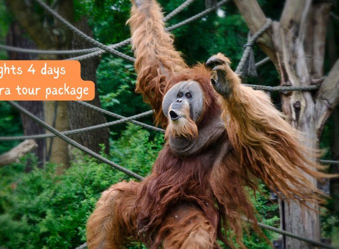3 nights 4 days Sumatra tour package - Playful orangutan in Bukit Lawang jungle
