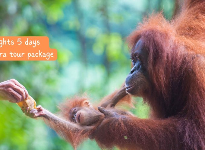 4 nights 5 days Sumatra tour package - Orangutan mother and child interacting with a human in Sumatra
