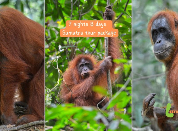 7 nights 8 days Sumatra tour package - Group of orangutans in the rainforest of Bukit Lawang.
