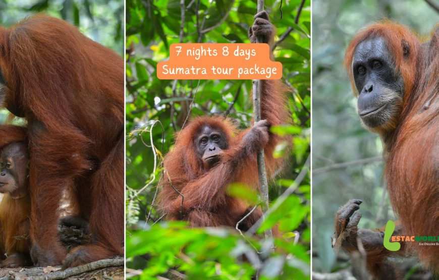 7 nights 8 days Sumatra tour package