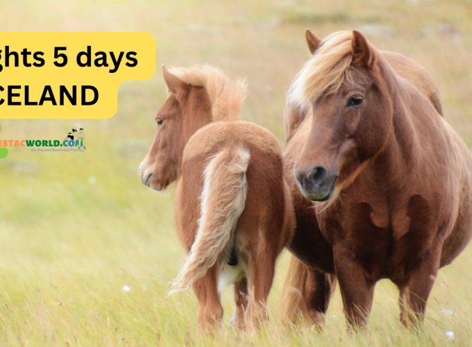 4 nights 5 days Iceland tour package - Majestic Icelandic horses grazing in the fields.