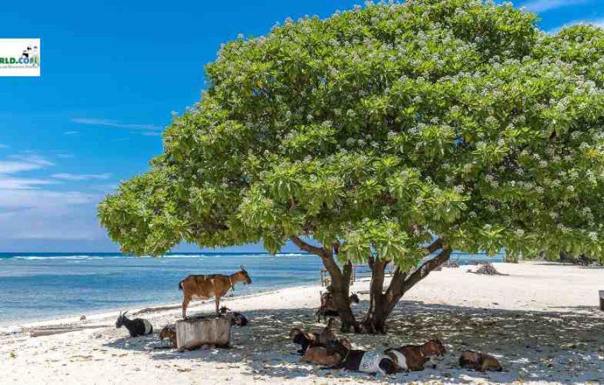 Gili Trawangan tour package from Bali – 2 nights