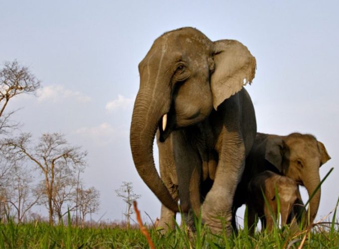 Adorable moment captured in Meghalaya - Mother elephant with baby elephant during an 8-day Meghalaya tour package.