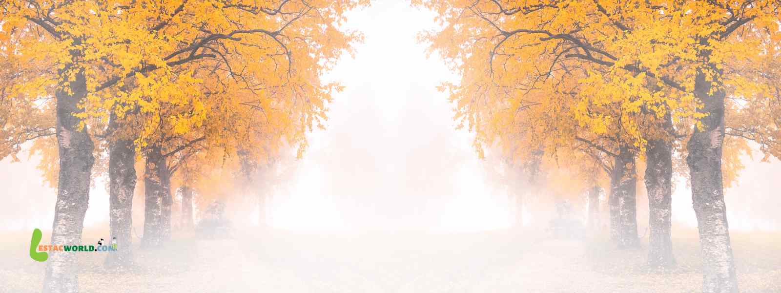 Is December the right time to visit Finland