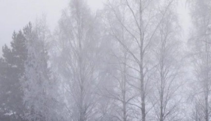 Lestacworld vs other travel agencies for Finland tour ?