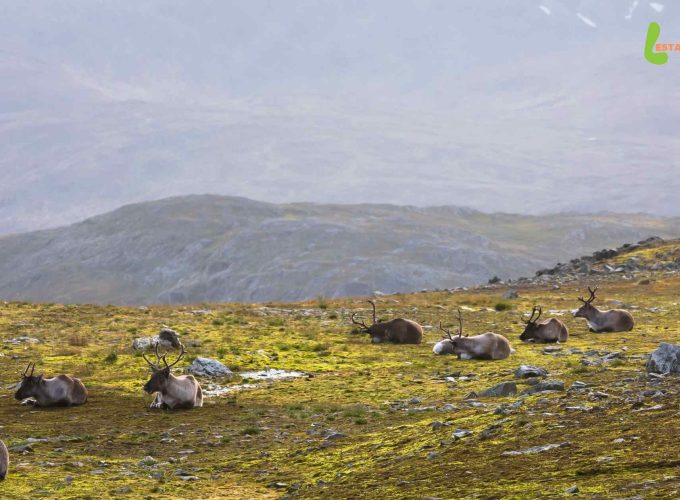Scandinavian reindeers grazing on lush grass, a picturesque scene from the 12 Days Norway, Sweden, and Finland Tour Package