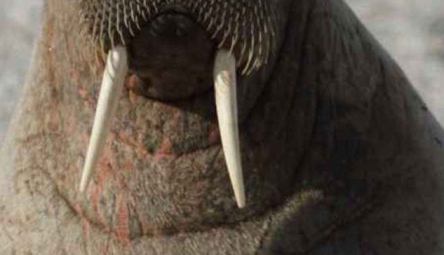 A majestic polar bear stands on the Arctic ice in Svalbard, its powerful presence against the pristine white landscape symbolizing the untouched wilderness of the region.