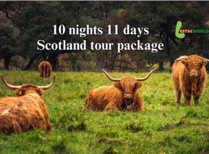 Scottish cows in farm - Experience with our 10 nights 11 days Scotland tour package