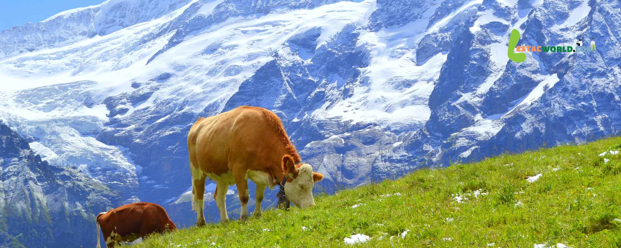 Alt text: Swiss cow grazing on lush green mountains with snowy Alps in the background