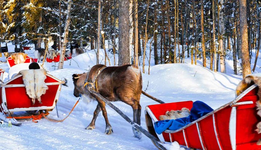 Reindeer sledge ride through a snowy forest in Finland during Christmas