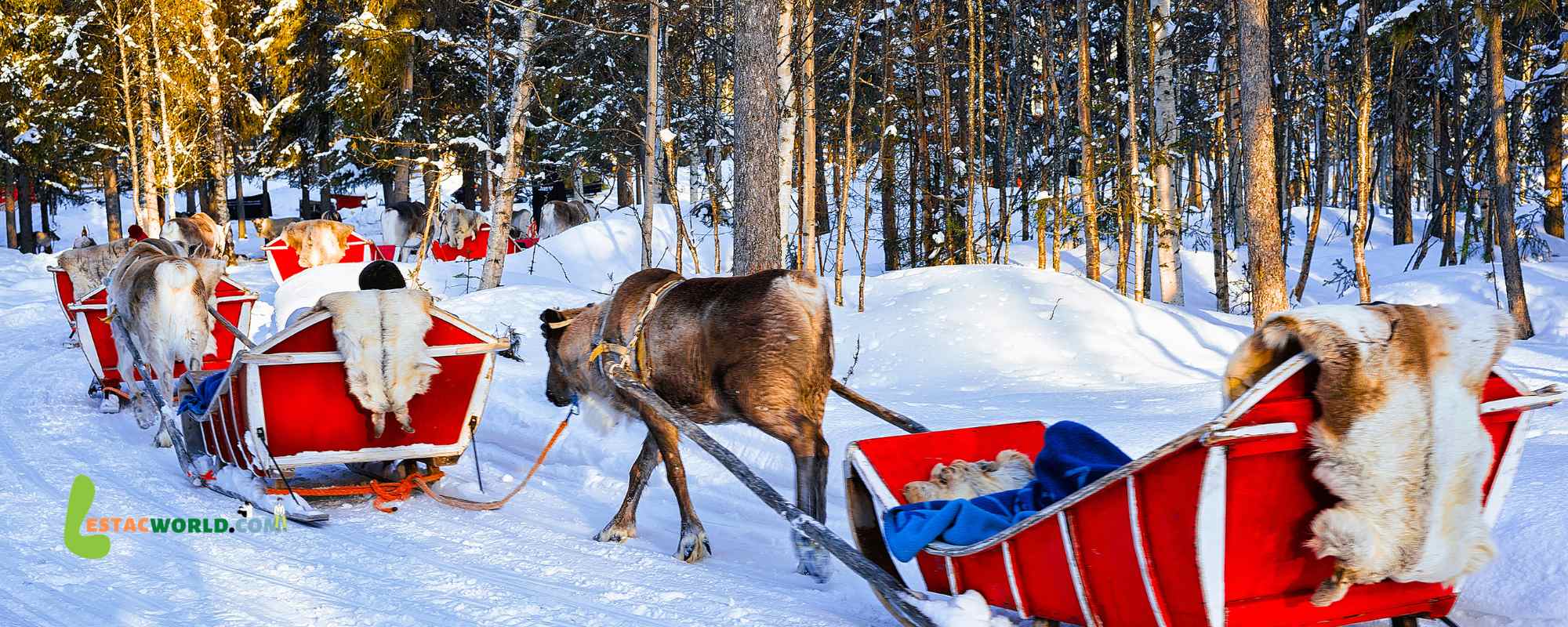 Reindeer sledge ride through a snowy forest in Finland during Christmas