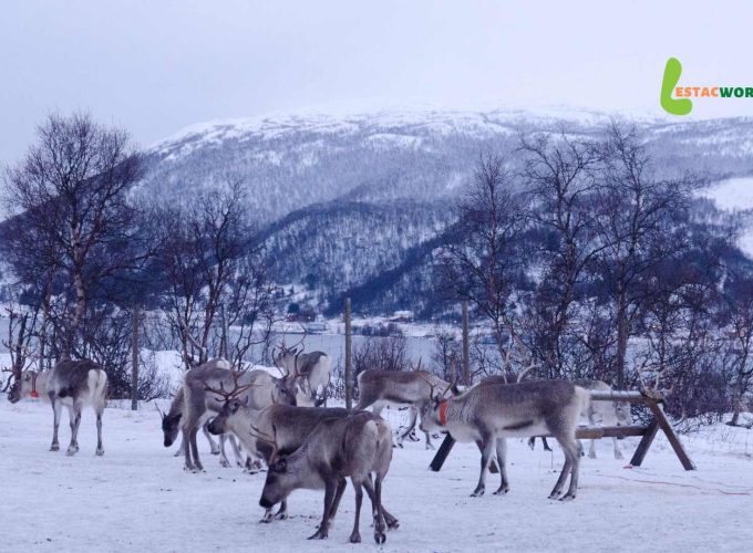 Reindeers playing in a reindeer farm in Rovaniemi - part of the 10 days Finland tour in the first week of December