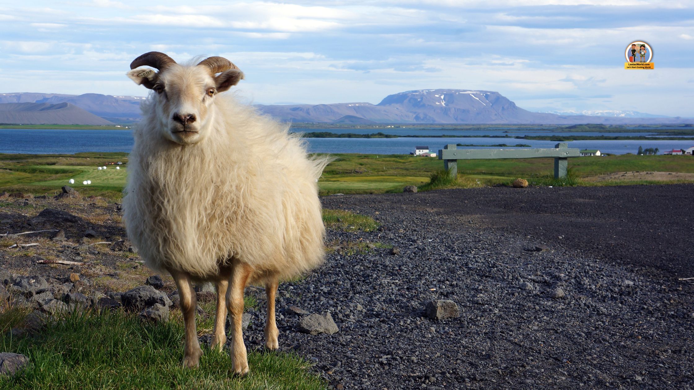 A goat standing amidst the stunning landscapes of Iceland during August.