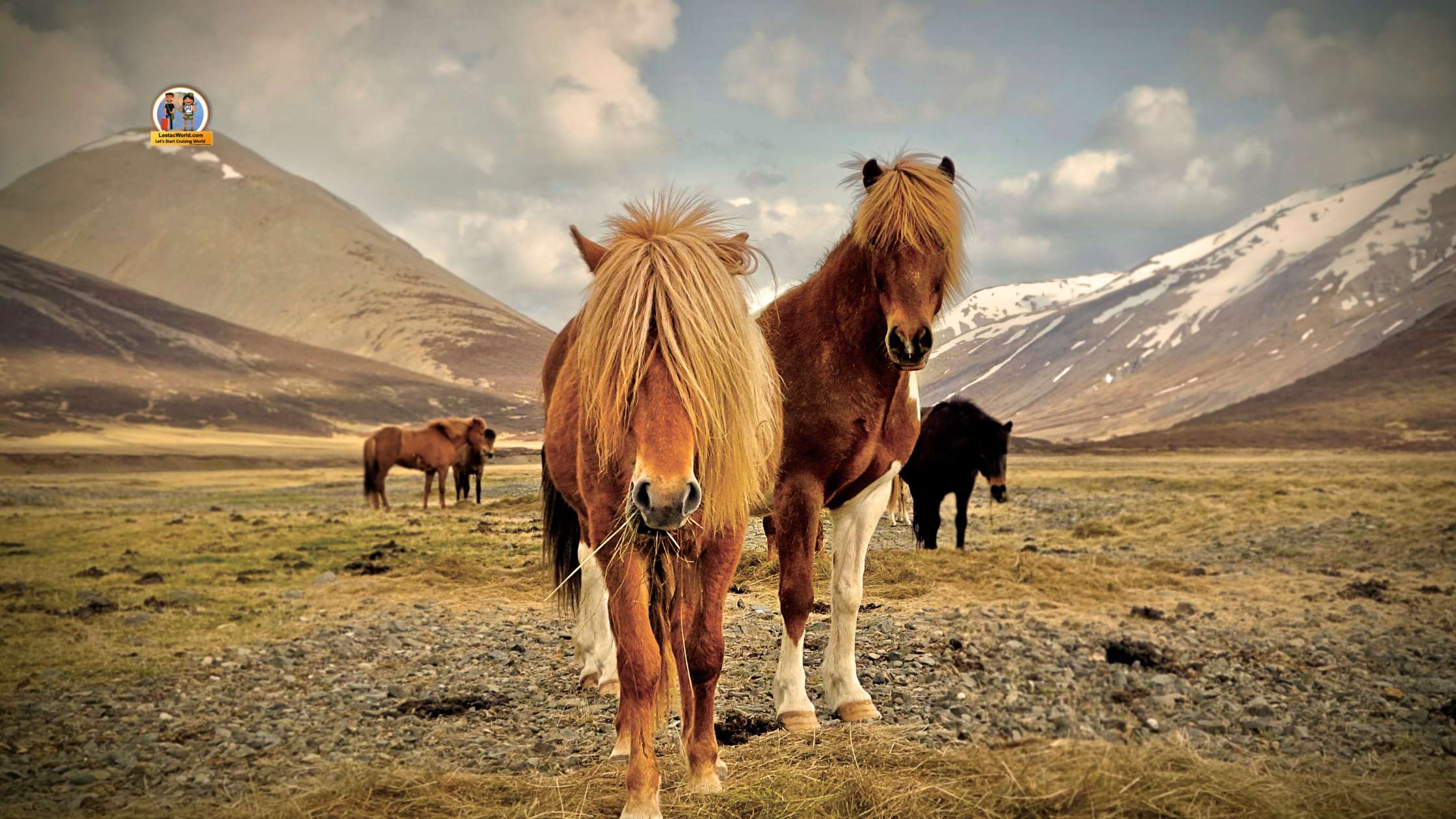 Horses grazing in a lush green field in Iceland during July with mountains in the background.