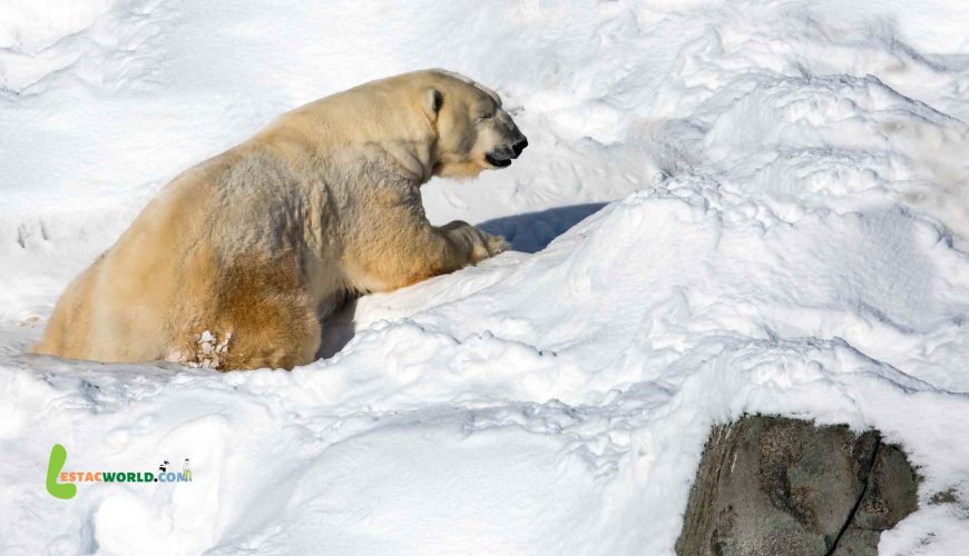 Aerial view of Ranua Zoo showcasing its diverse habitats and arctic wildlife.