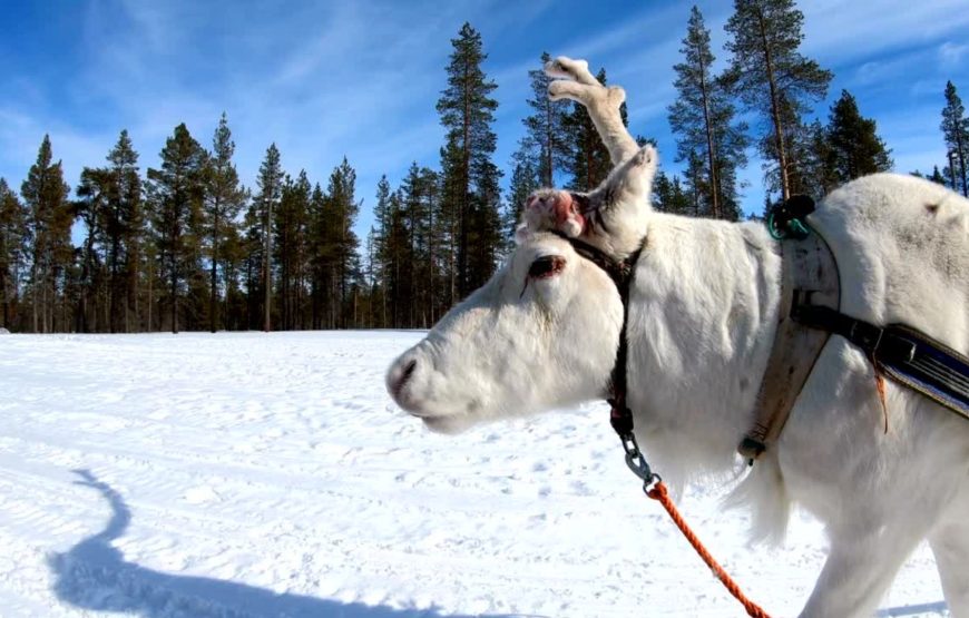 Finland group tour for minimum 30 Travellers