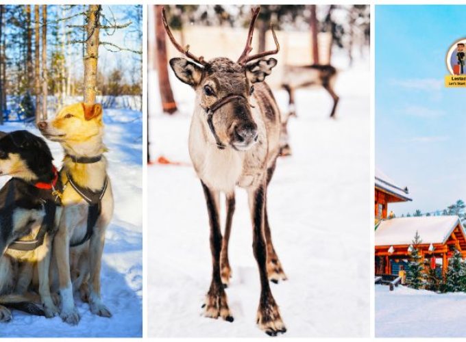 Collage of huskies in Rovaniemi Husky Park, reindeer in Rovaniemi Reindeer Park, and a Christmas tree in Santa Claus Village.
