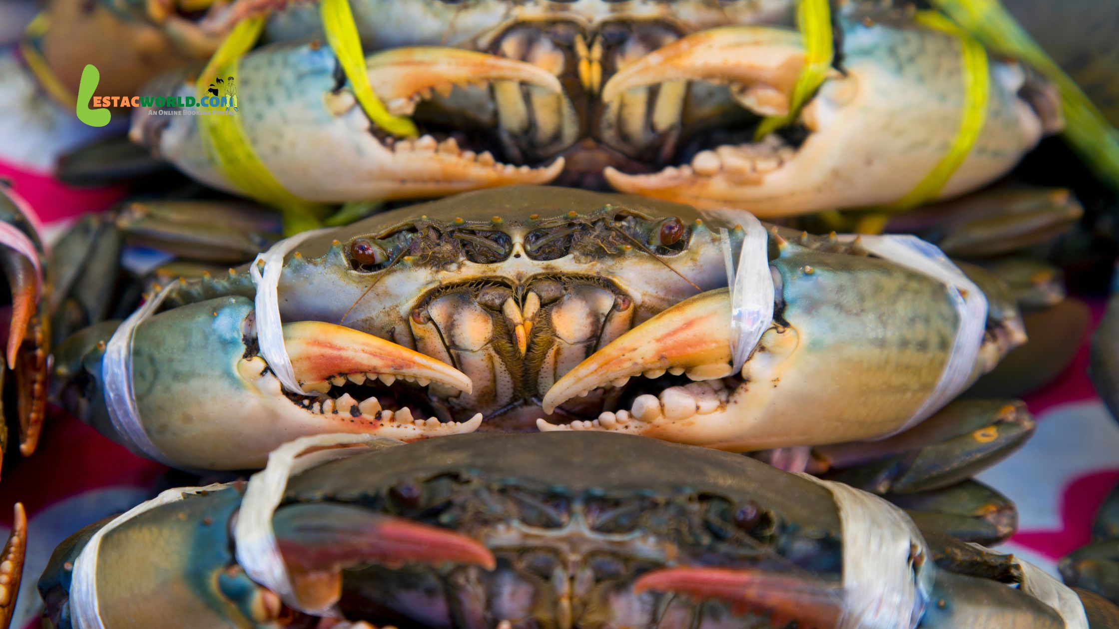 A large king crab caught during the Crab Safari in Kirkenes, held by a participant in warm winter clothing.