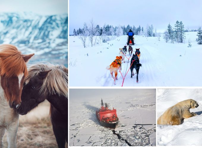Collage featuring Icelandic horses, a husky sledge ride, an aerial view of Kemi Ice Breaker, and polar beer at Ranua Zoo from the 12 nights 13 days Finland and Iceland tour package.