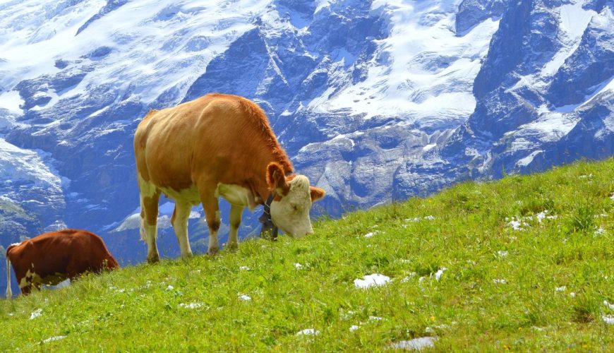 Swiss cow grazing in the Swiss Alps with snow-capped mountains in the background. Is April the right time to visit Switzerland?