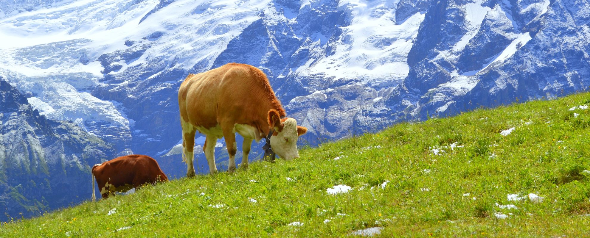 Swiss cow grazing in the Swiss Alps with snow-capped mountains in the background. Is April the right time to visit Switzerland?