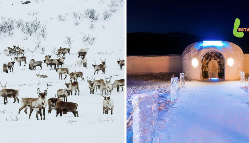 Collage of reindeer in a group and the Snowhotel Kirkenes