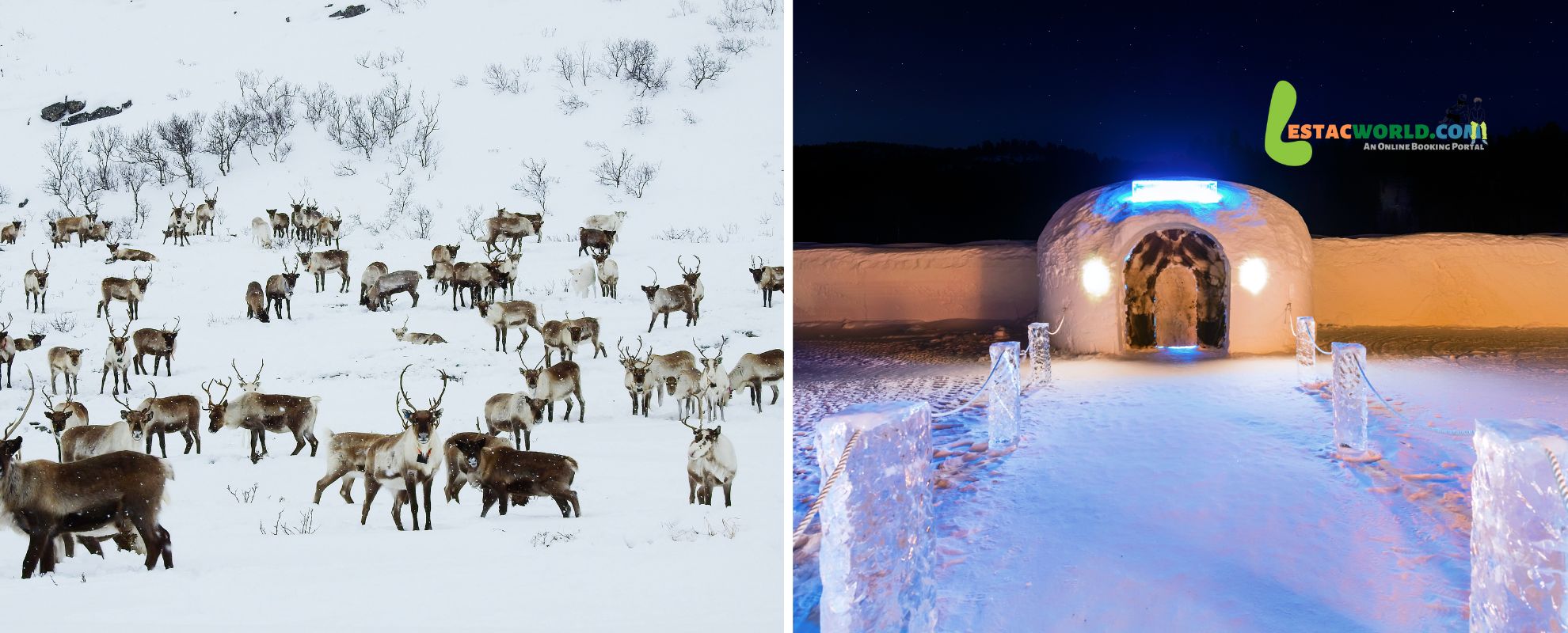 Collage of reindeer in a group and the Snowhotel Kirkenes