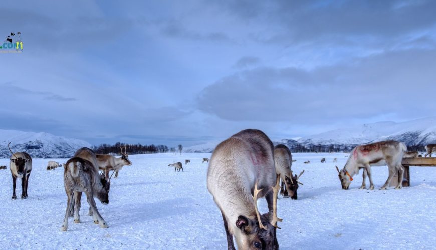 Reindeers roaming on snow in Norway